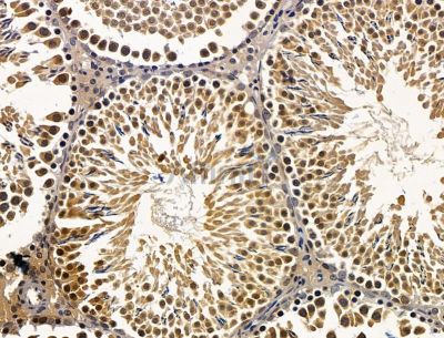 ZNF423 Antibody - DF15383 at 1/100 staining rat testis tissue by IHC-P.