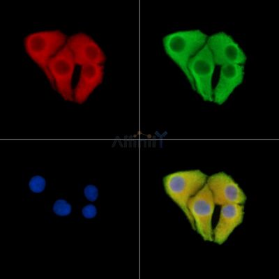 MZT1 Antibody - DF15393 staining Hela cells by IF/ICC.