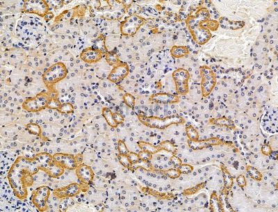 MADCAM1 Antibody - DF15394 at 1/100 staining mouse kidney tissue by IHC-P.