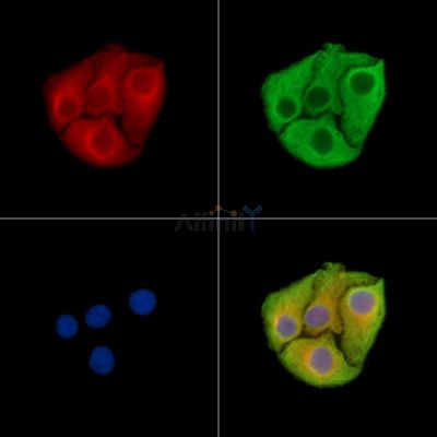 UNC45B Antibody - DF15396 staining Hela cells by IF/ICC.