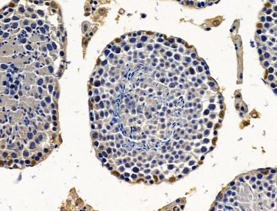 MYSM1 Antibody - DF15398 at 1/100 staining mouse testis tissue by IHC-P.