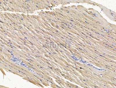 TMEM107 Antibody - DF15399 at 1/100 staining rat muscle tissue by IHC-P.