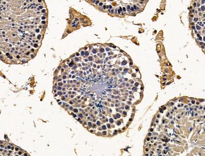 LPXN Antibody - DF15400 at 1/100 staining mouse testis tissue by IHC-P.