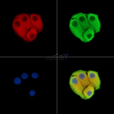 SNTG2 Antibody - DF15403 staining Hela cells by IF/ICC.