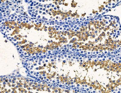 PYCR2 Antibody - DF15414 at 1/100 staining mouse testis tissue by IHC-P.