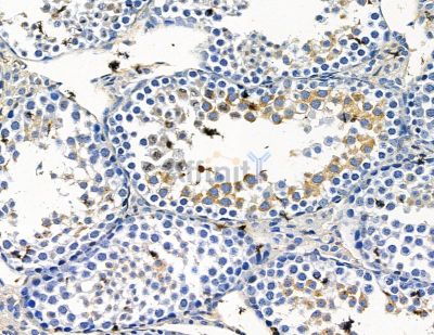 TRMT1 Antibody - DF15415 at 1/100 staining mouse testis tissue by IHC-P.