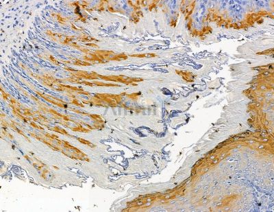 TRMT1 Antibody - DF15415 at 1/100 staining rat stomach tissue by IHC-P.