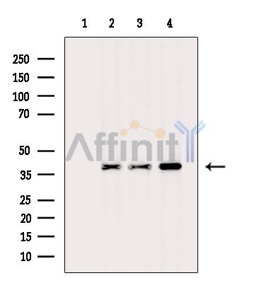 TWF2 Antibody - Western blot analysis of extracts from various samples, using TWF2 Antibody.