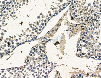 RMDN3 Antibody - DF15423 at 1/100 staining mouse testis tissue by IHC-P.
