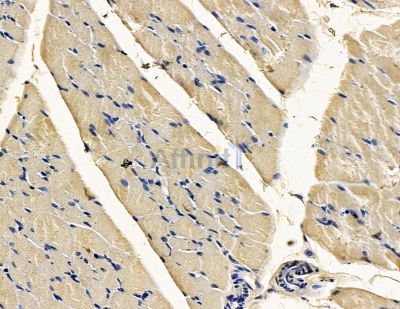SDHD Antibody - DF15424 at 1/100 staining rat muscle tissue by IHC-P.