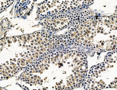 ARSD Antibody - DF15434 at 1/100 staining mouse testis tissue by IHC-P.