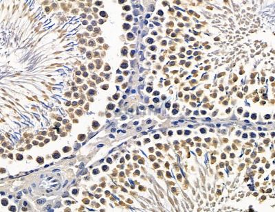 ARSD Antibody - DF15434 at 1/100 staining rat testis tissue by IHC-P.