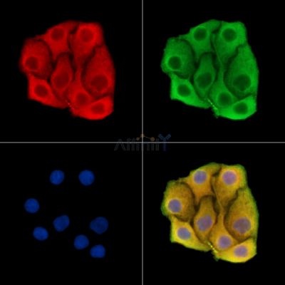 LAIR1 Antibody - DF15439 staining Hela cells by IF/ICC.