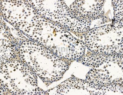 EGR4 Antibody - DF15444 at 1/100 staining mouse testis tissue by IHC-P.