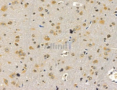 EGR4 Antibody - DF15444 at 1/100 staining rat brain tissue by IHC-P.