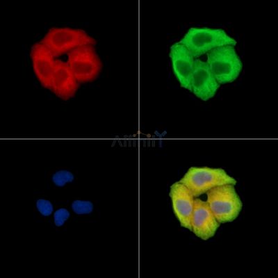 PSPN Antibody - DF15445 staining Hela cells by IF/ICC.