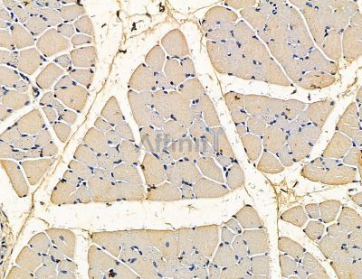 PSPN Antibody - DF15445 at 1/100 staining rat muscle tissue by IHC-P.