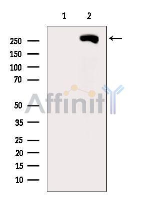 NBEA Antibody - Western blot analysis of extracts from Rat liver, using NBEA Antibody.