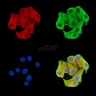 NBEA Antibody - DF15446 staining Hela cells by IF/ICC.