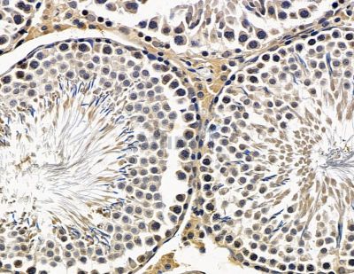 PTPN13 Antibody - DF15451 at 1/100 staining rat testis tissue by IHC-P.