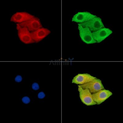 TRIM34 Antibody - DF15457 staining Hela cells by IF/ICC.