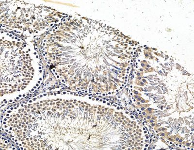 TRIM34 Antibody - DF15457 at 1/100 staining rat testis tissue by IHC-P.