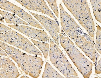 PTPN3 Antibody - DF15463 at 1/100 staining rat muscle tissue by IHC-P.