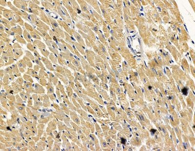 ARTN Antibody - DF15464 at 1/100 staining rat heart tissue by IHC-P.