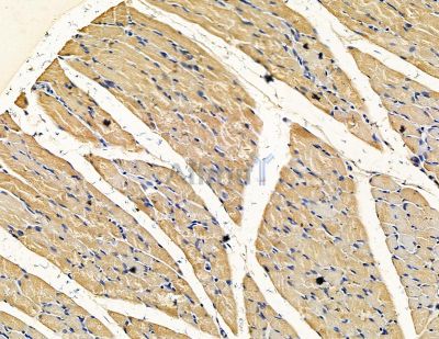 ARTN Antibody - DF15464 at 1/100 staining rat muscle tissue by IHC-P.