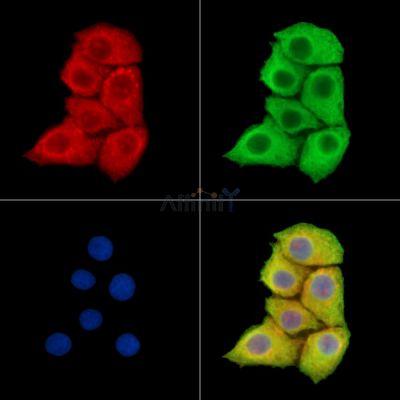 SLCO2B1 Antibody - DF15465 staining Hela cells by IF/ICC.