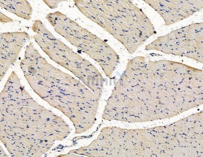 SLCO2B1 Antibody - DF15465 at 1/100 staining rat muscle tissue by IHC-P.