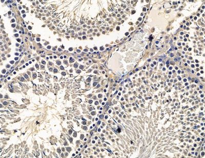 PODXL Antibody - DF15469 at 1/100 staining rat testis tissue by IHC-P.