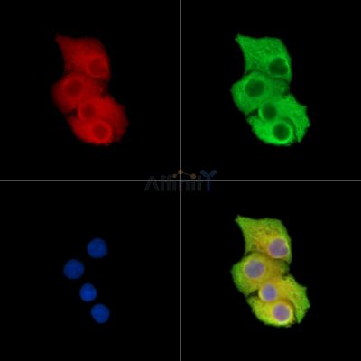 OGN Antibody - DF15473 staining Hela cells by IF/ICC.