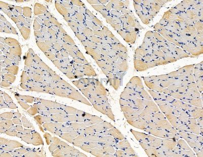 ATP6V1G1 Antibody - DF15477 at 1/100 staining rat muscle tissue by IHC-P.