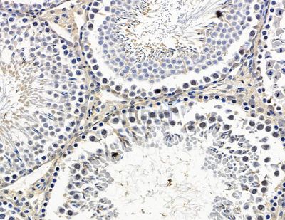 PIR Antibody - DF15486 at 1/100 staining rat testis tissue by IHC-P.