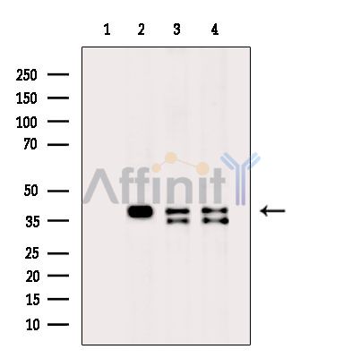 GNAI1 Antibody - Western blot analysis of extracts from various samples, using GNAI1 Antibody.
