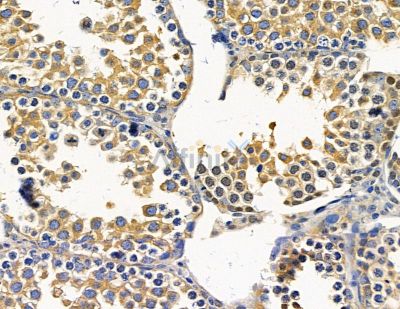 GNAI1 Antibody - DF15492 at 1/100 staining mouse testis tissue by IHC-P.