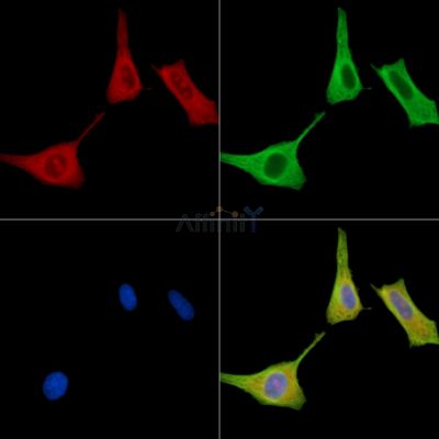 STAMBPL1 Antibody - DF15497 staining HepG2 cells by IF/ICC.