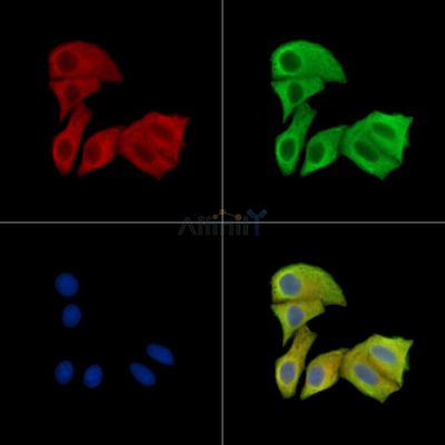 NEDD1 Antibody - DF15500 staining HepG2 cells by IF/ICC.