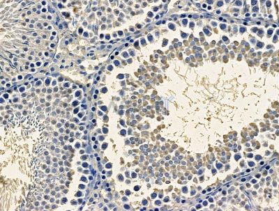 ACYP1 Antibody - DF15507 at 1/100 staining rat testis tissue by IHC-P.