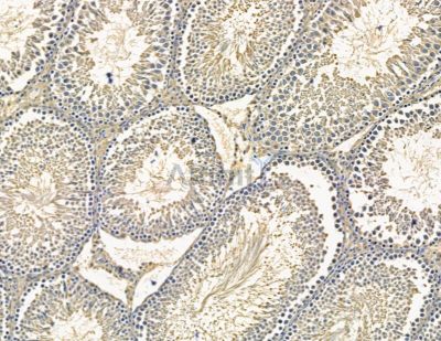 A1CF Antibody - DF15510 at 1/100 staining rat testis tissue by IHC-P.