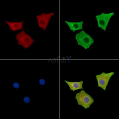 MPP2 Antibody - DF15511 staining HepG2 cells by IF/ICC.