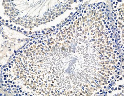 FSCN2 Antibody - DF15513 at 1/100 staining rat testis tissue by IHC-P.