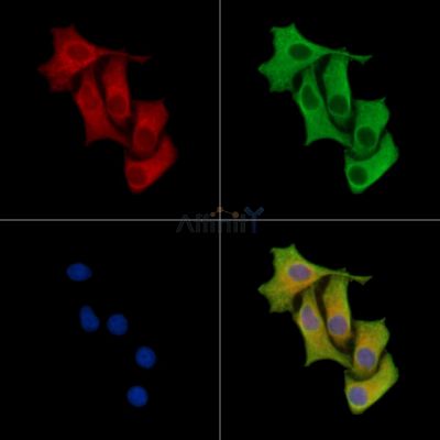 FSCN2 Antibody - DF15513 staining HepG2 cells by IF/ICC.