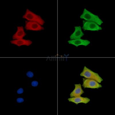 SPINT2 Antibody - DF15519 staining HepG2 cells by IF/ICC.