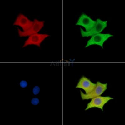 GAB3 Antibody - DF15521 staining HepG2 cells by IF/ICC.