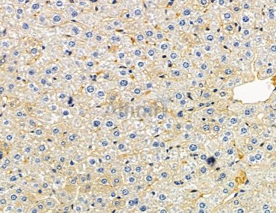 UQCR10 Antibody - DF15528 at 1/100 staining mouse liver tissue by IHC-P.