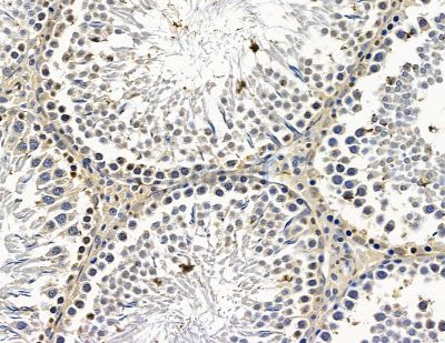 MON1A Antibody - DF15530 at 1/100 staining rat testis tissue by IHC-P.