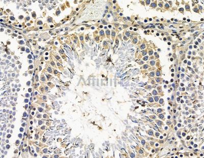 SULT1B1 Antibody - DF15536 at 1/100 staining rat testis tissue by IHC-P.