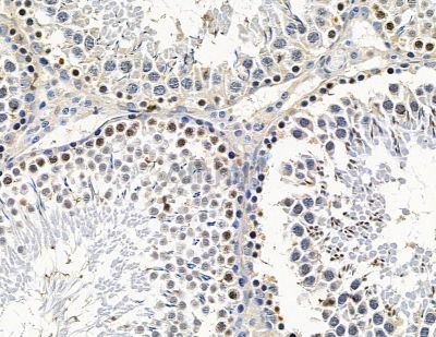 TEX35 Antibody - DF15538 at 1/100 staining rat testis tissue by IHC-P.